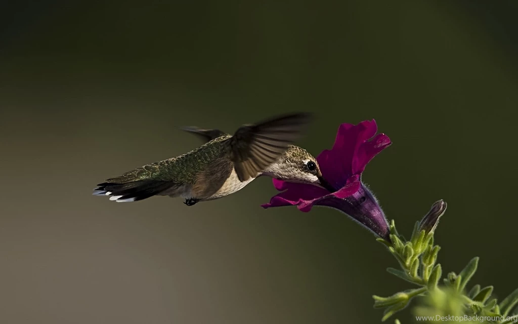 Humming Bird Desktop Wallpapers