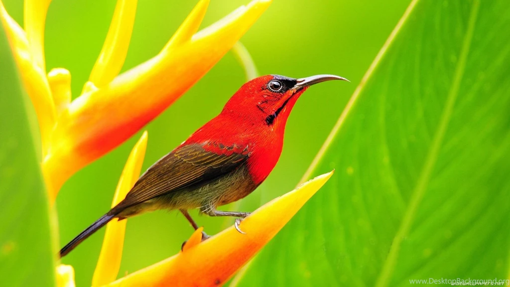 Hummingbird Wallpaper.jpg