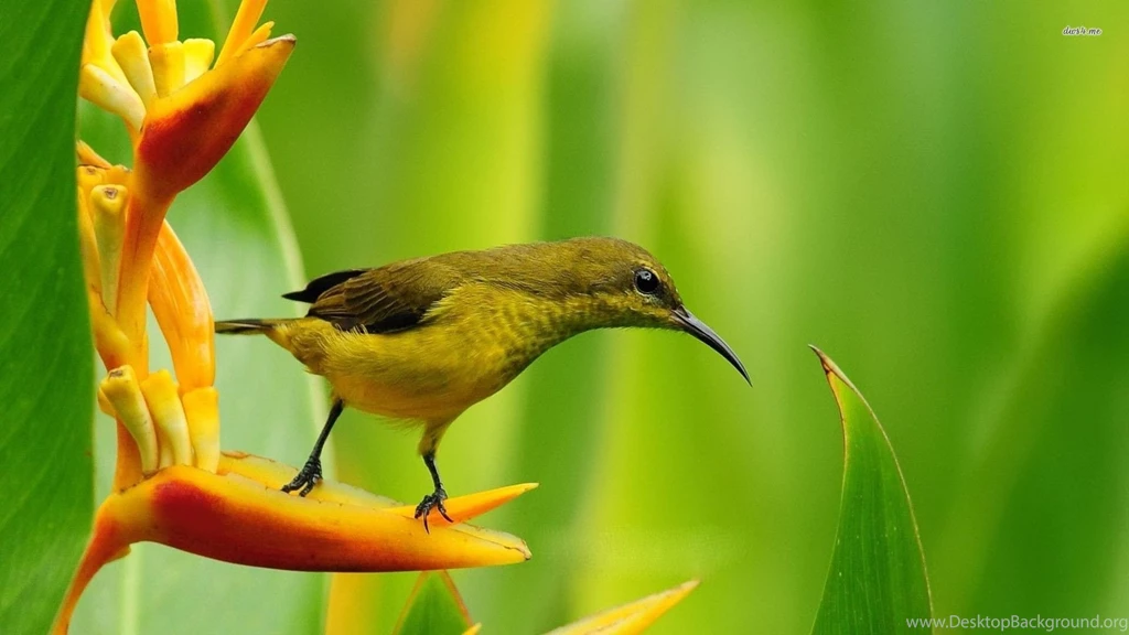 Hummingbird On A Flower Wallpapers Animal Wallpapers