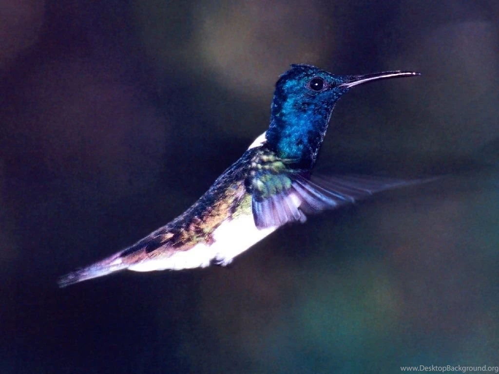 Humming Bird Wallpapers Hummingbirds Wallpapers (9725048) Fanpop