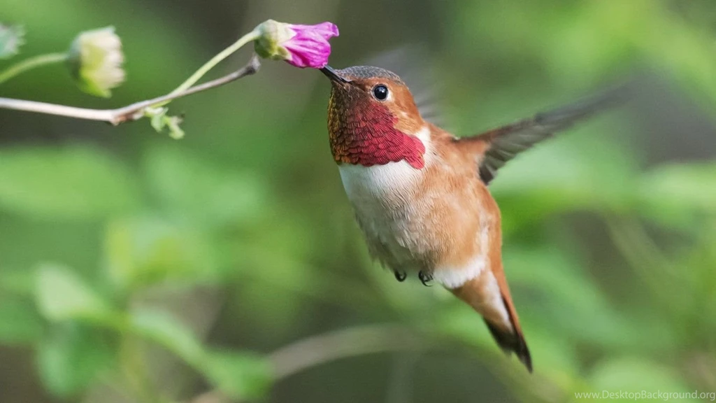 Hummingbird Desktop Wallpapers Series 1366x768PX Hummingbird ...