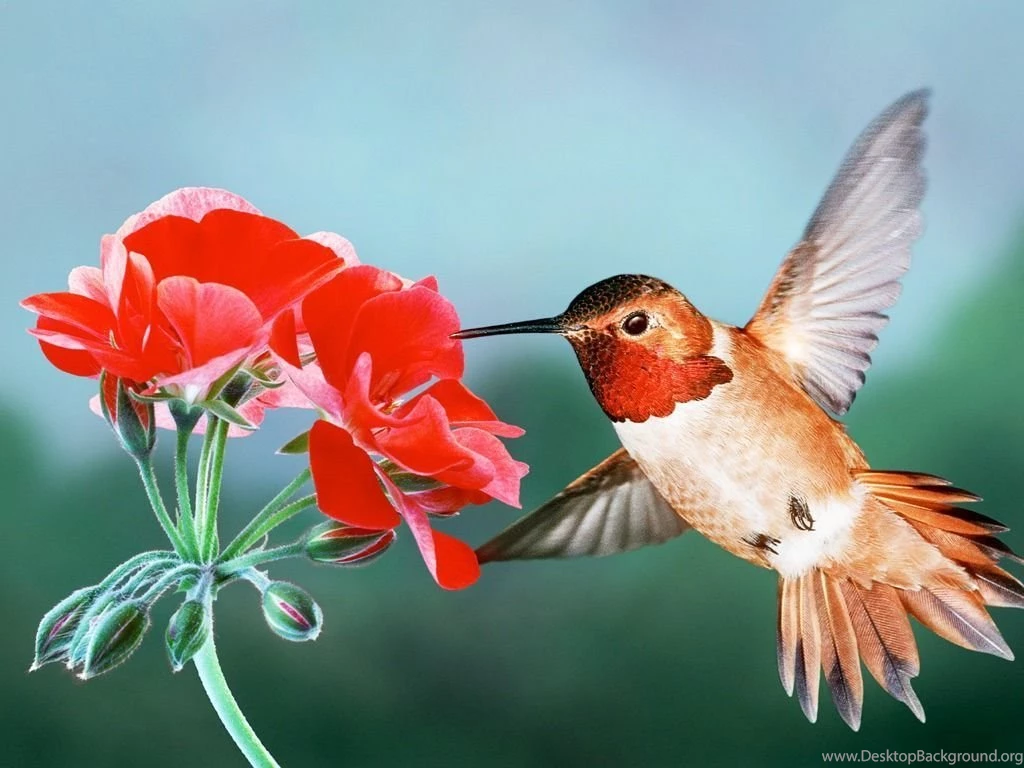 Hummingbird In Winter