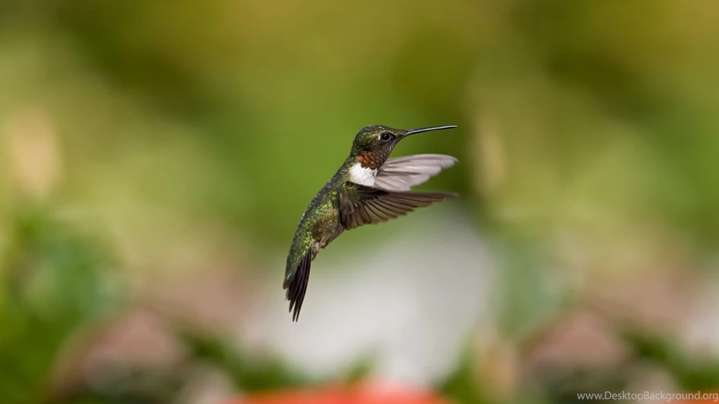 15 Fantastic HD Bird Wallpapers HDWallSource.com