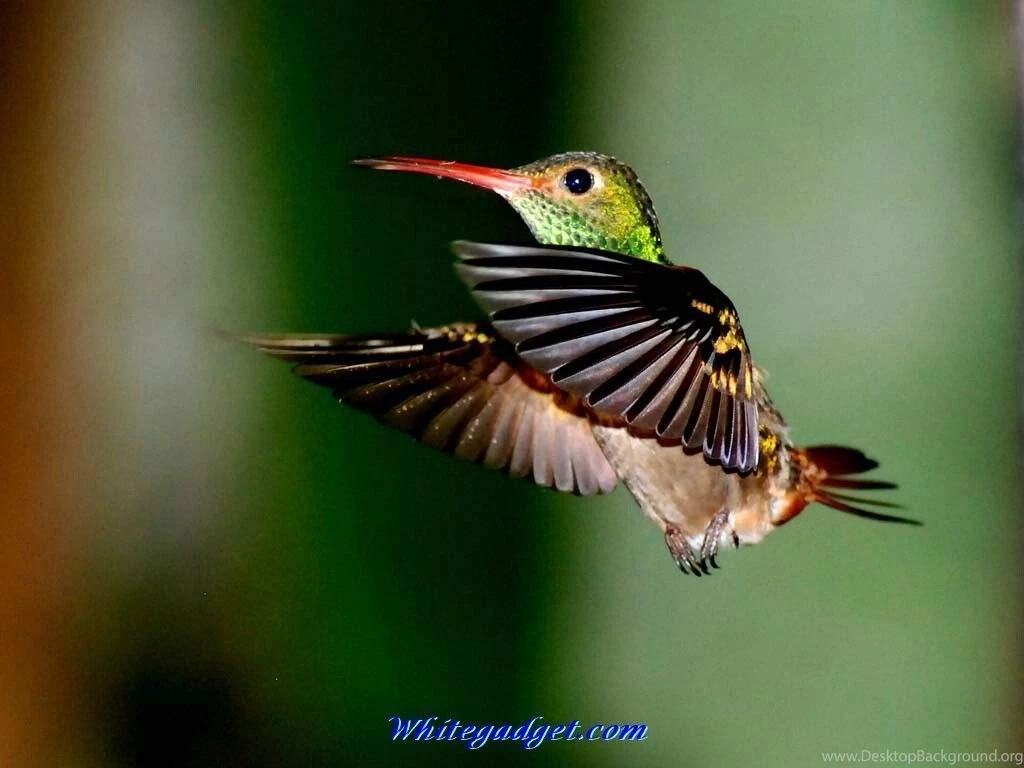 Top Hummingbird Wallpaper Images For Pinterest