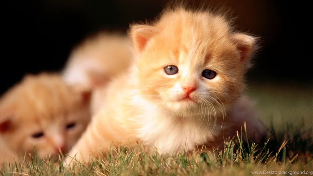 Cats Kittens Wallpapers 1920x1080 Cats Kittens   PowerballForLife