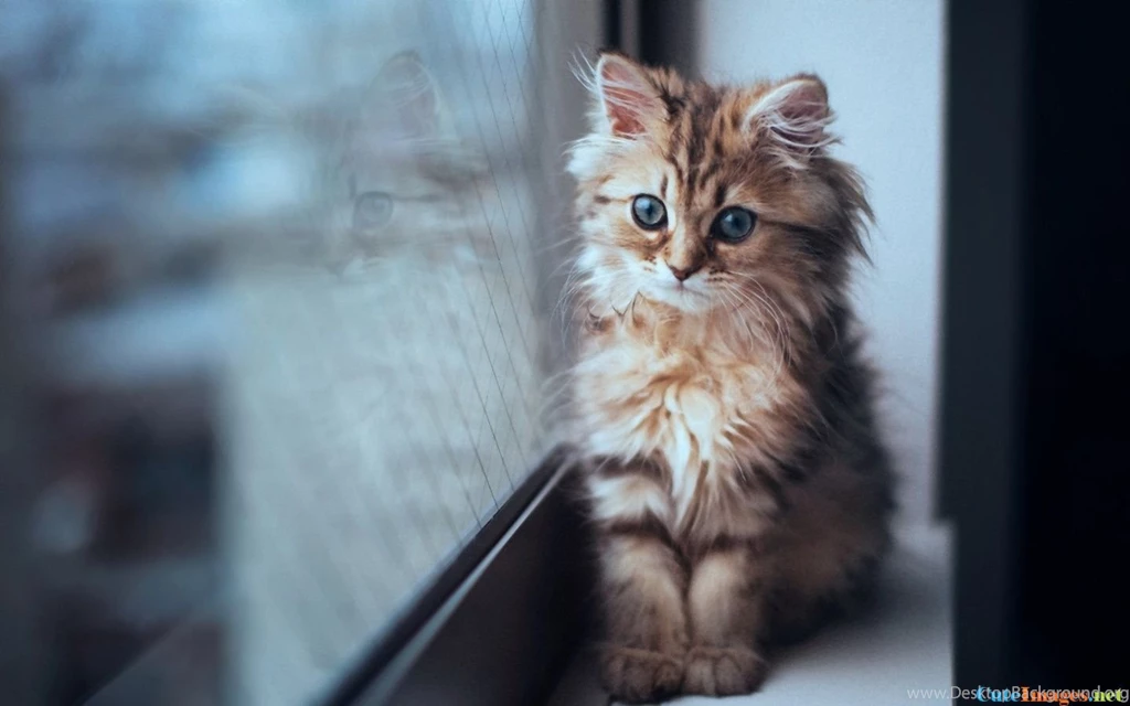 I Want This Wonderful Cat Kittens CuteImages.net