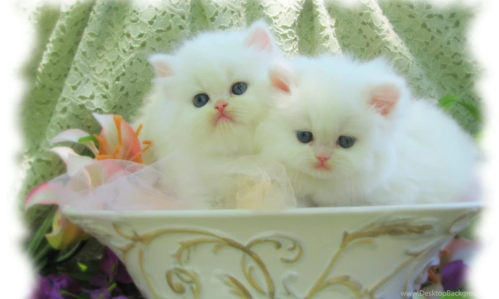 All New Pix1: Cat Boy Wallpapers