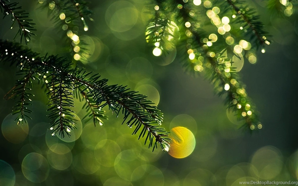 Best Spruce Bokeh Wallpapers Macro