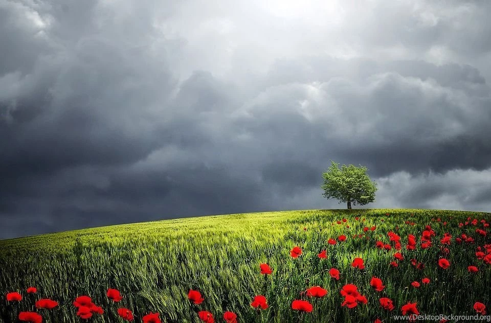 Free Photo: Tree, Sunlight, Backgrounds Free Image On Pixabay ...