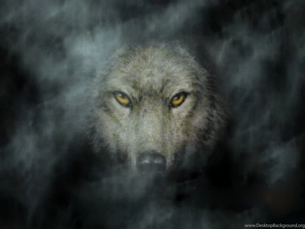 3110) Dark Wolf HD Photo Wallpapers WalOps.com