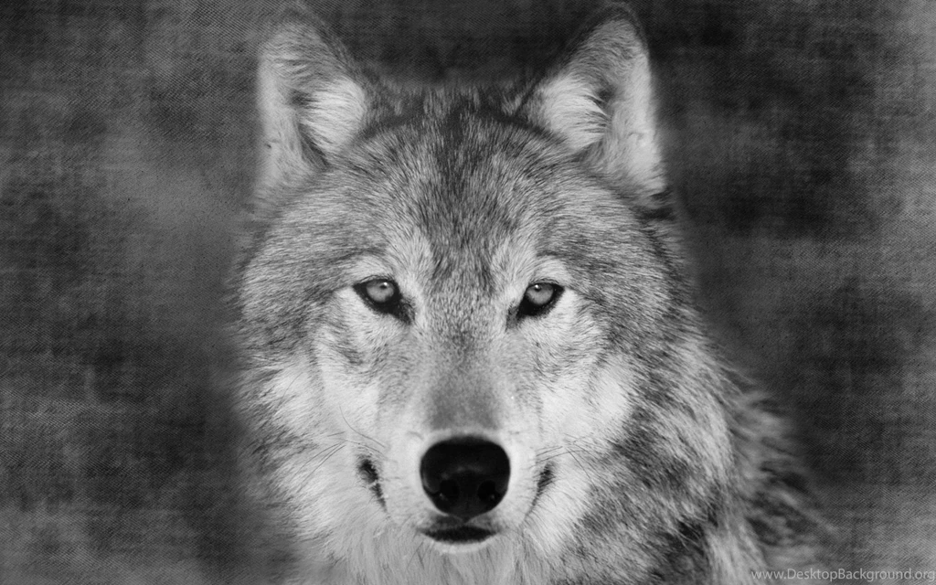 Scary Wolf Pictures   HD Wallpapers Lovely
