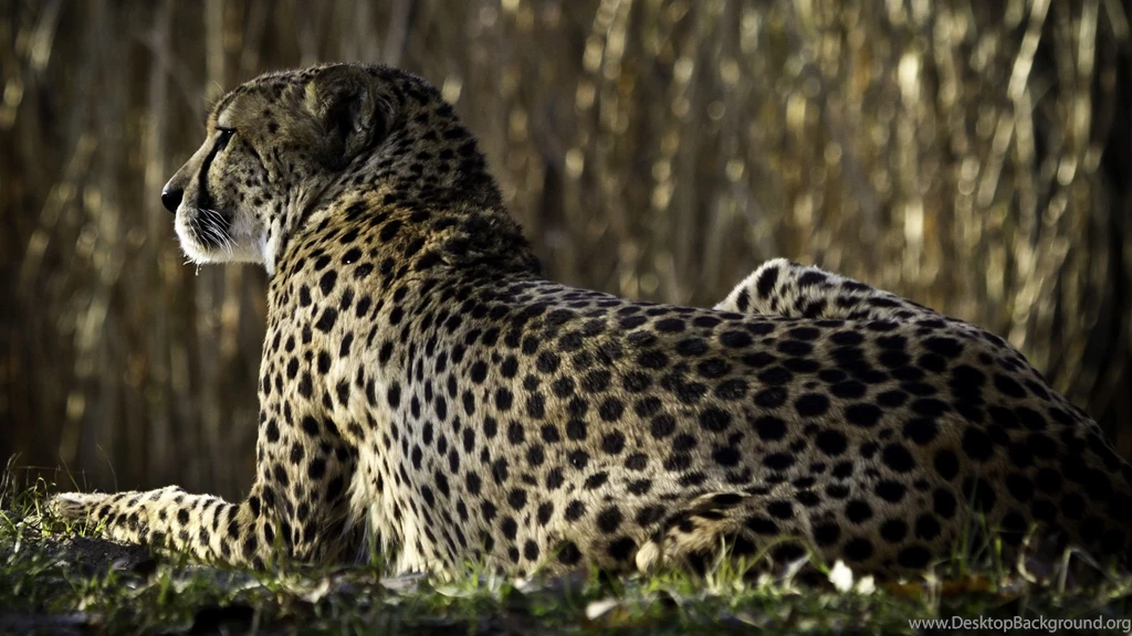 Download Wallpapers 2560x1440 Leopard, Spots, Lying, Back, Big Cat ...