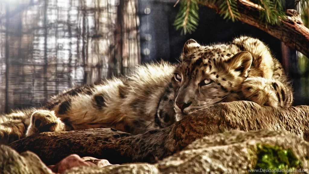 Resting Big Cat Wallpapers (