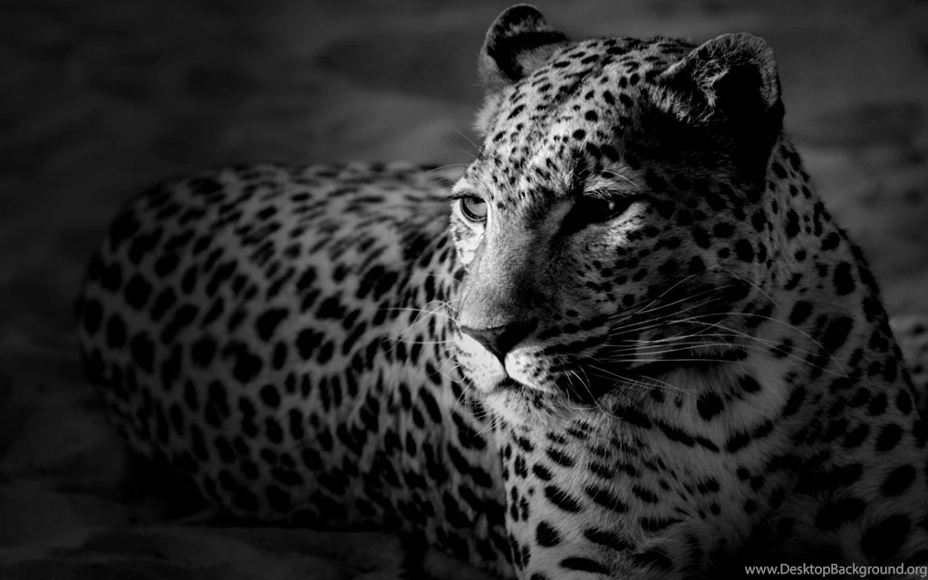 Big Cat Animal Lovers Wallpapers