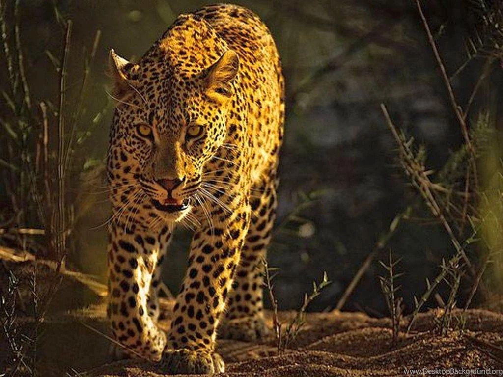 BIG CAT WALLPAPER   (