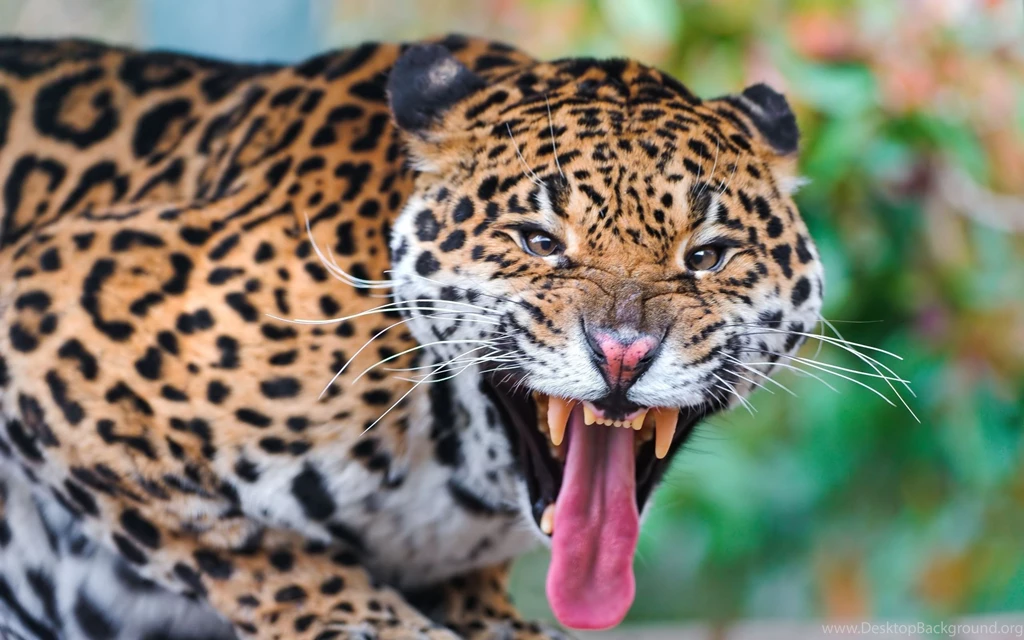 Download Wallpapers 2560x1600 Jaguar, Face, Teeth, Predator, Big ...