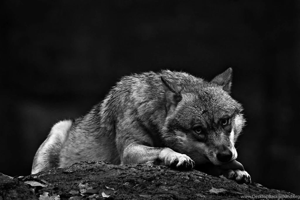 Other Dark Wolf White Wisdom Timber Howling Saying Canislupus ...