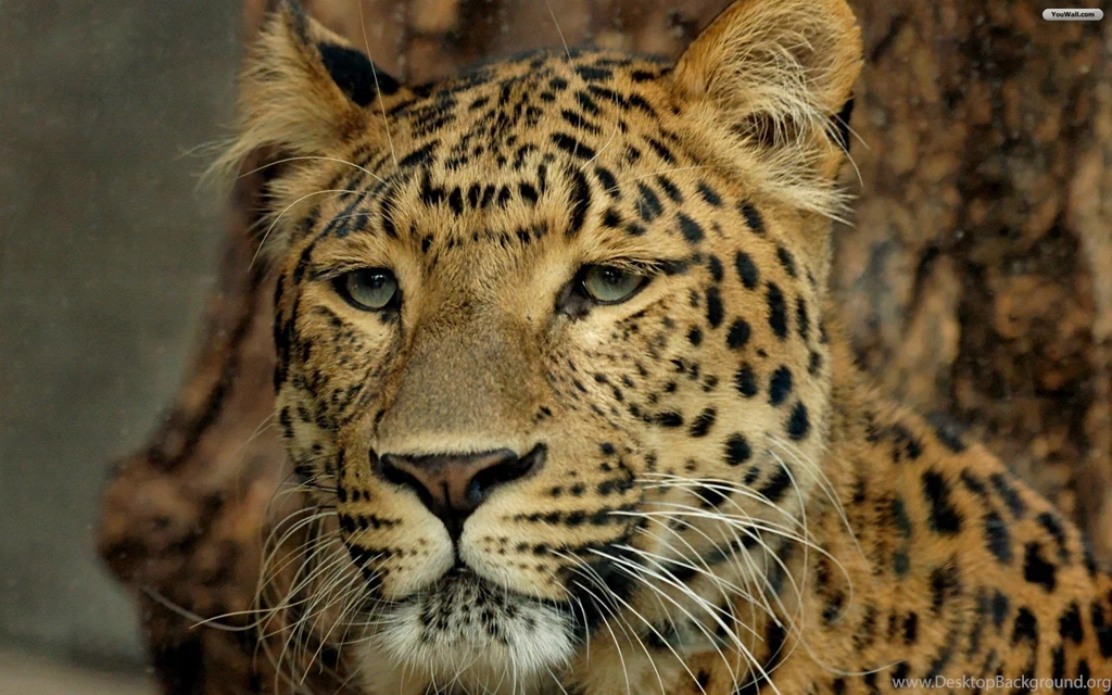 YouWall   Big Cat Wallpapers   Wallpaper,wallpapers,free Wallpapers ...