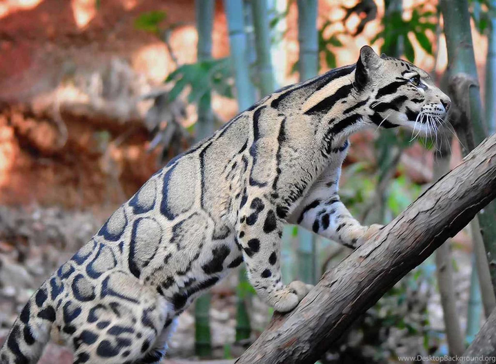 Big Cats Wallpapers