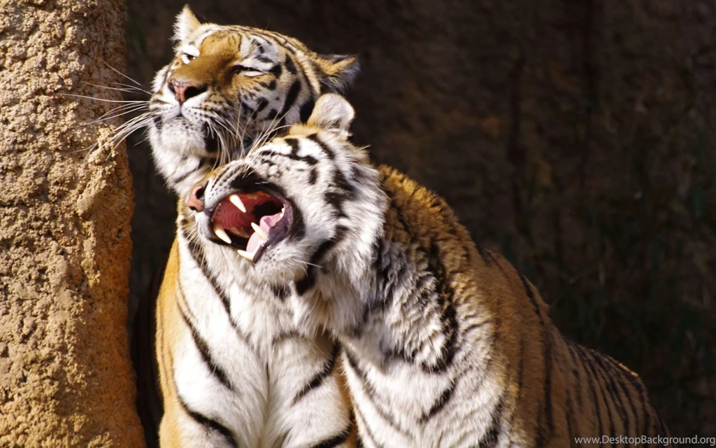 Desktop pics of big cats download.jpg