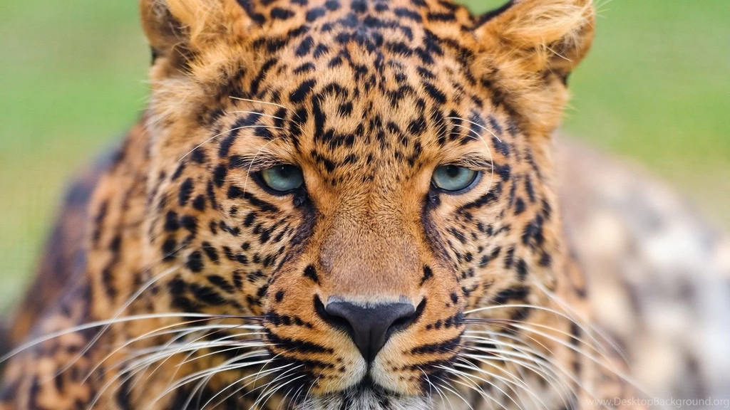 Download Wallpapers 1920x1080 Leopard, Face, Eyes, Big Cat Full HD ...