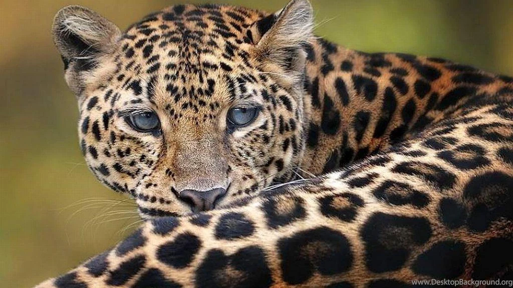 Big Cat 593734 Wallpapers (