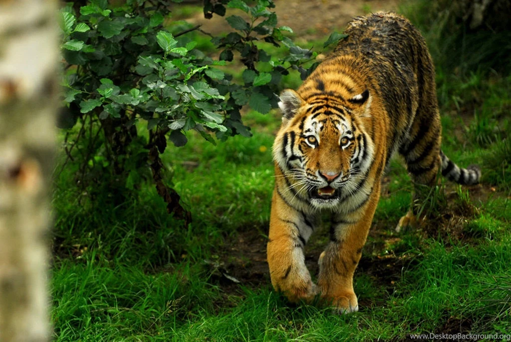 CafeChoo Image Big Cat Wallpapers Free Download
