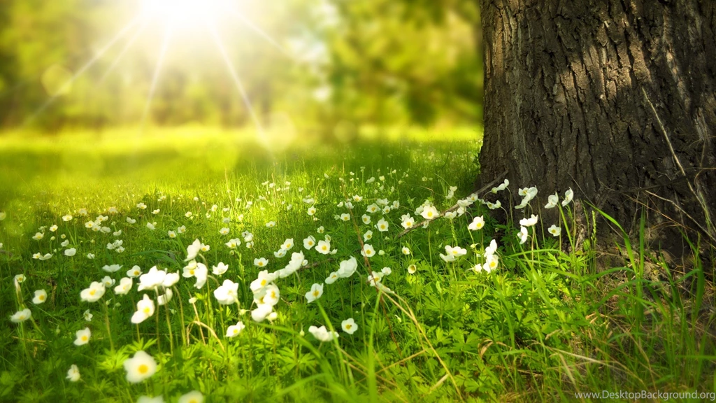 Top Nature Tree Green Morning Images For Pinterest