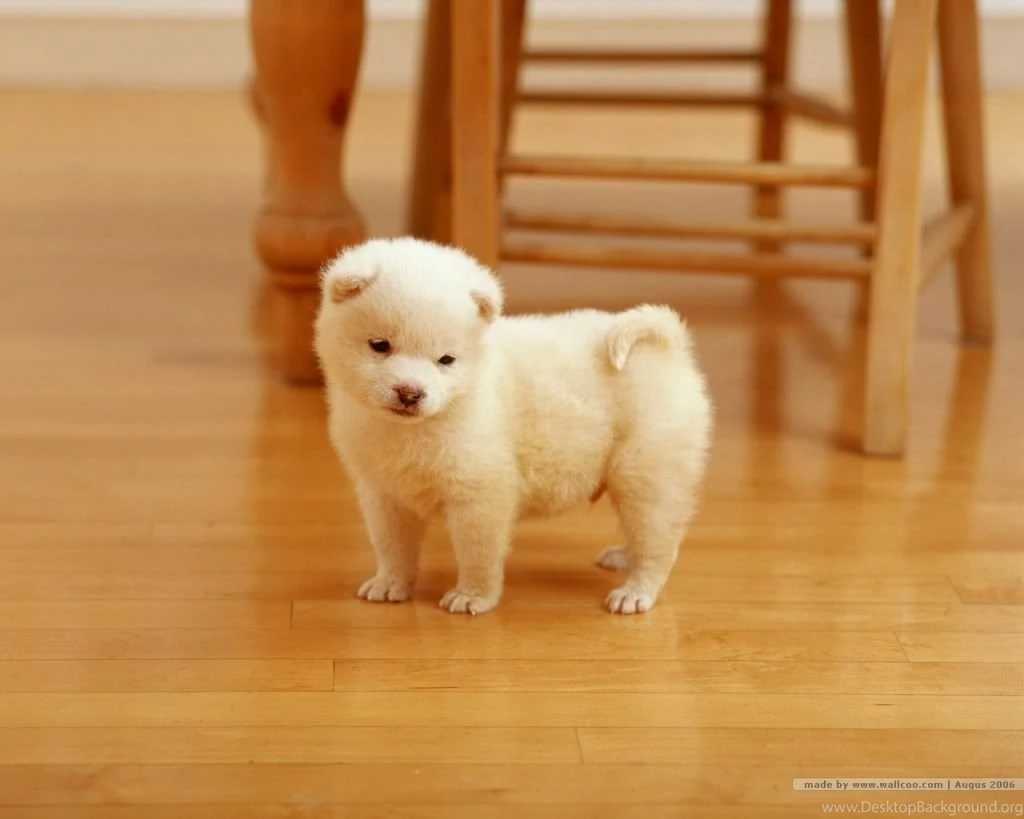 Top Puppy Desktop Wallpaper Images For Pinterest