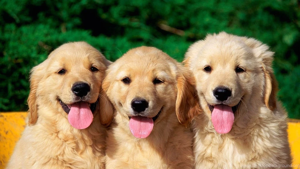 Puppies Hd Wallpapers Page 2
