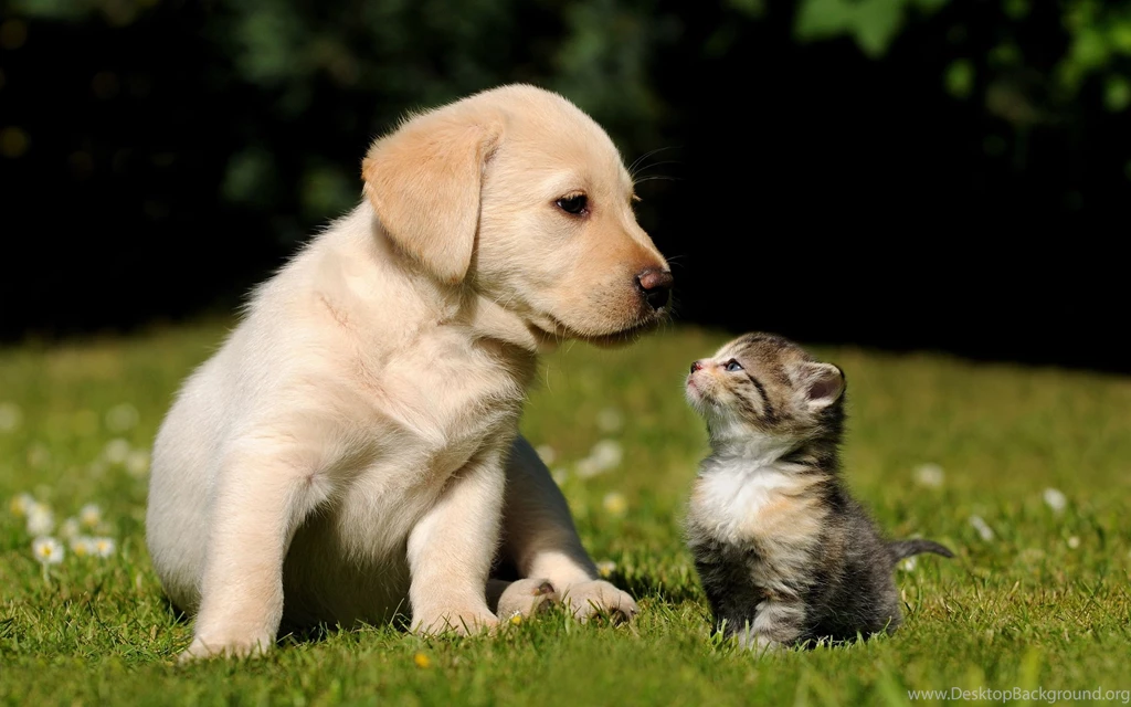 Desktop pics of cute puppy dogs.jpg