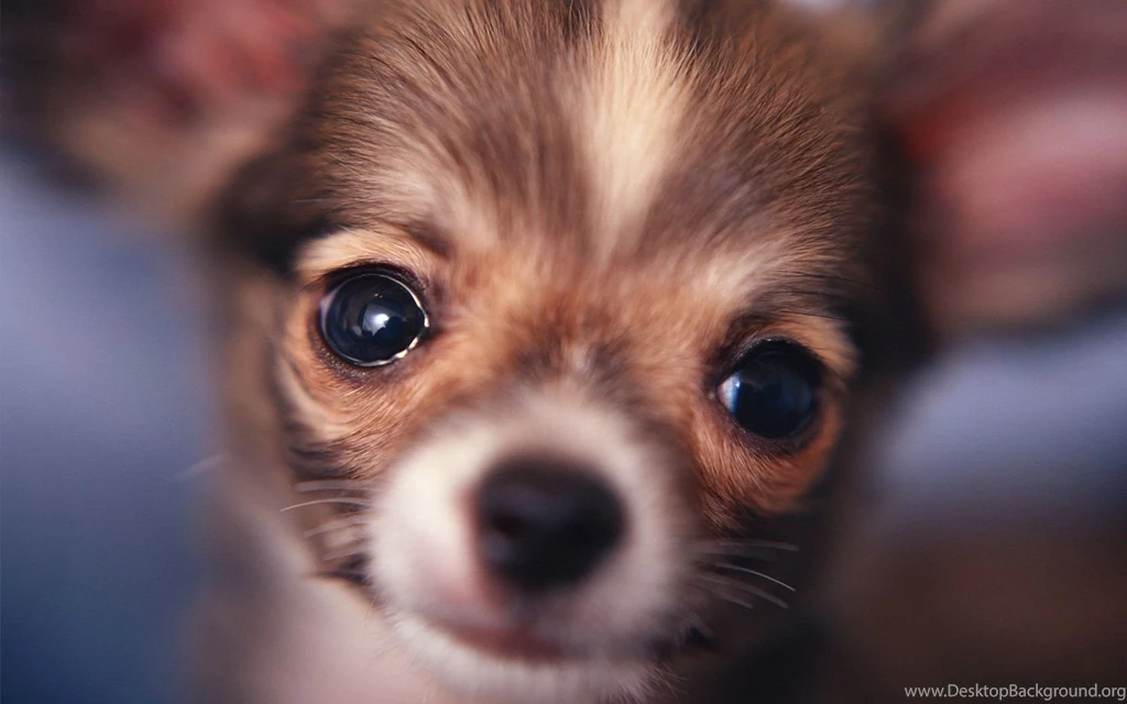 Free Cutest Chihuahua Puppies Wallpapers Desktop HD