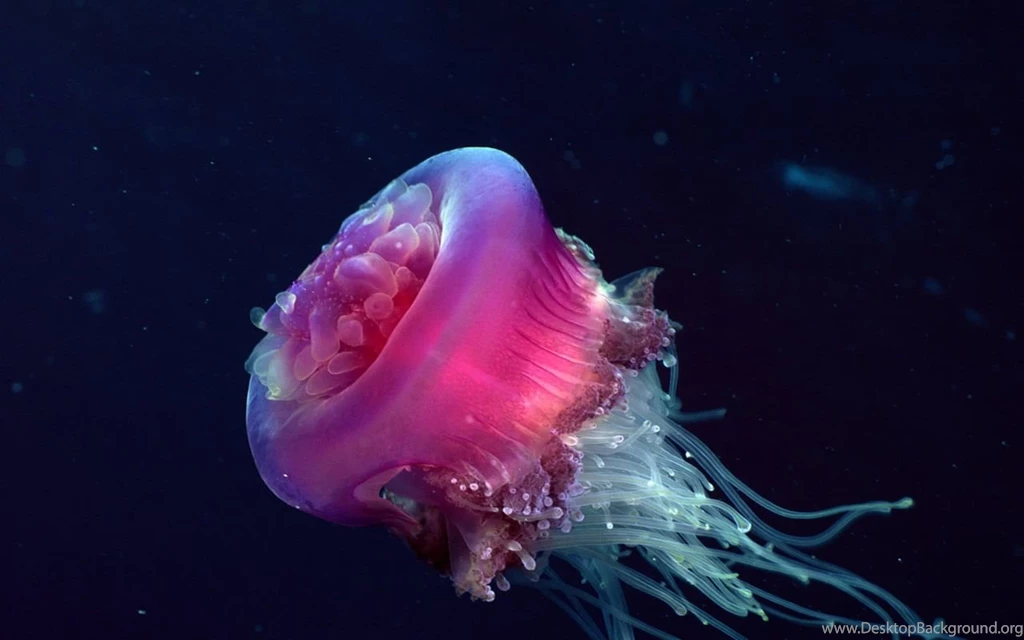 Underwater Wallpapers For Desktop Wallpapers 3001