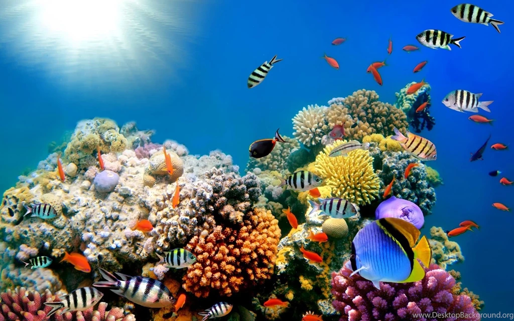 Underwater Ocean Coral Free Desktop Backgrounds Wallpapers ...