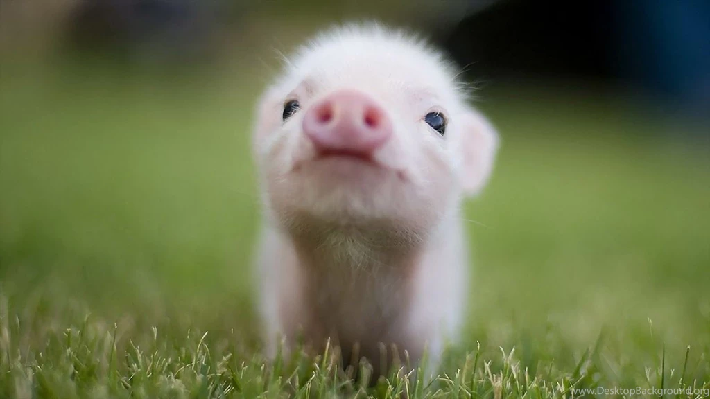 Cute Pig Wallpapers