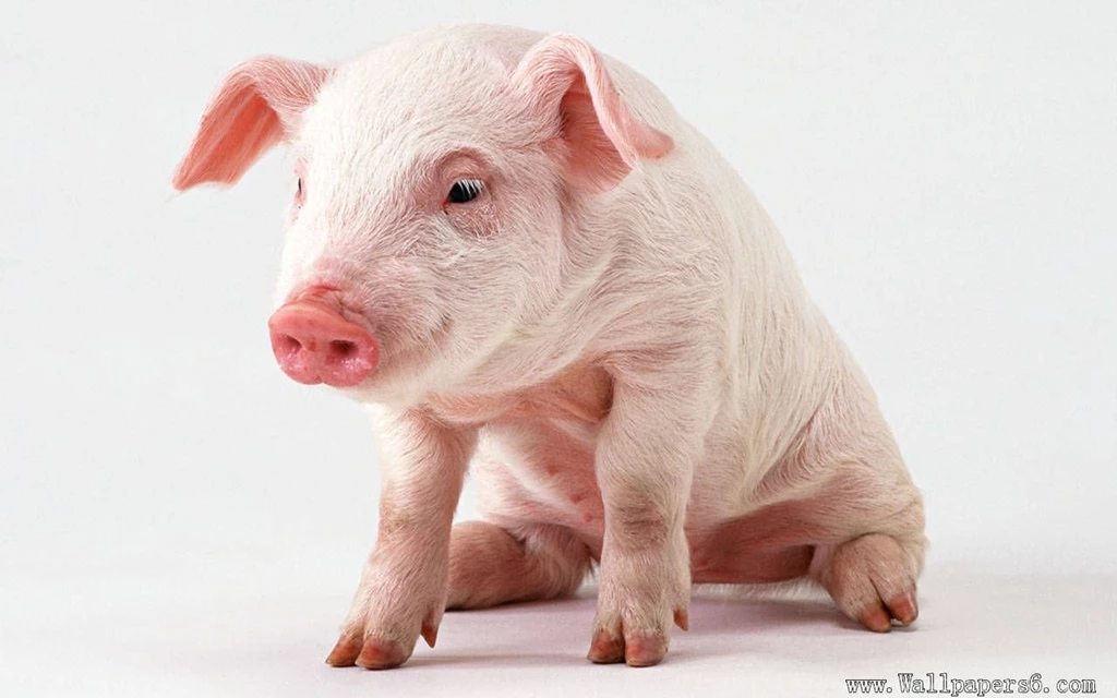 Pig