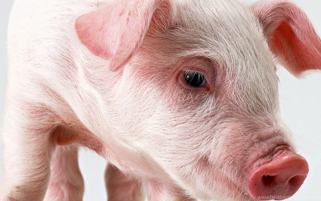 Pig Wallpapers And Images Wallpapers, Pictures, Photos