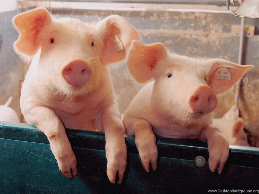 Pig Wallpapers