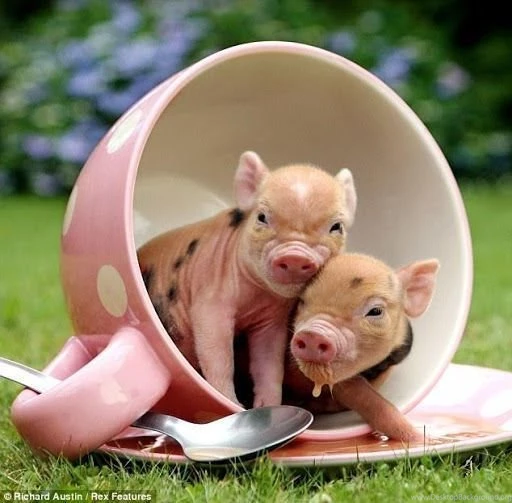 Micro Pig Wallpapers HD Download Micro Pig Wallpapers HD 1.0 ...