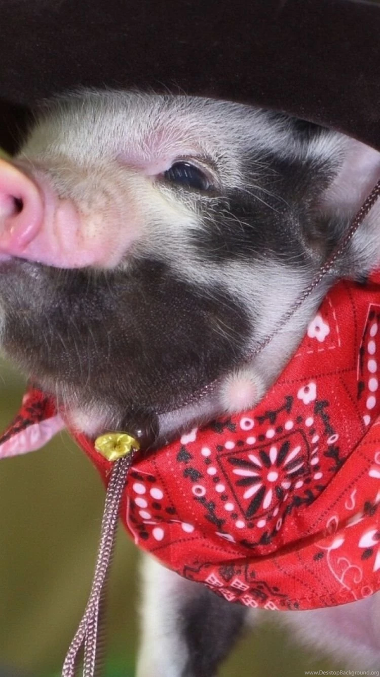 iPhone 6 Pig Wallpapers HD, Desktop Backgrounds 750x1334