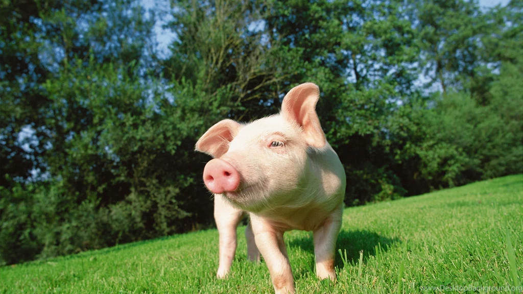 Mac iMac 27 Pig Wallpapers HD, Desktop Backgrounds 2560x1440