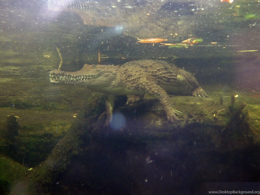 Crocodile HD Wallpapers