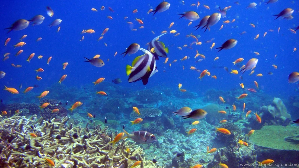 Download Wallpapers 1920x1080 Fish, Coral, Underwater Full HD 1080p ...