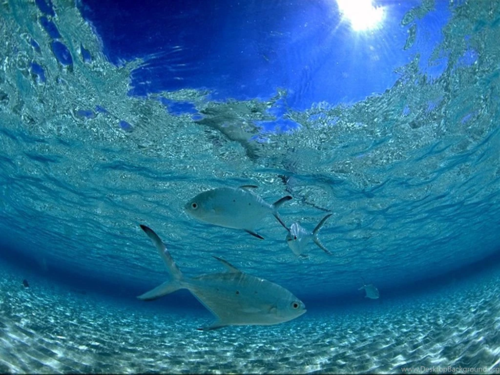 Under_sea 044.jpg