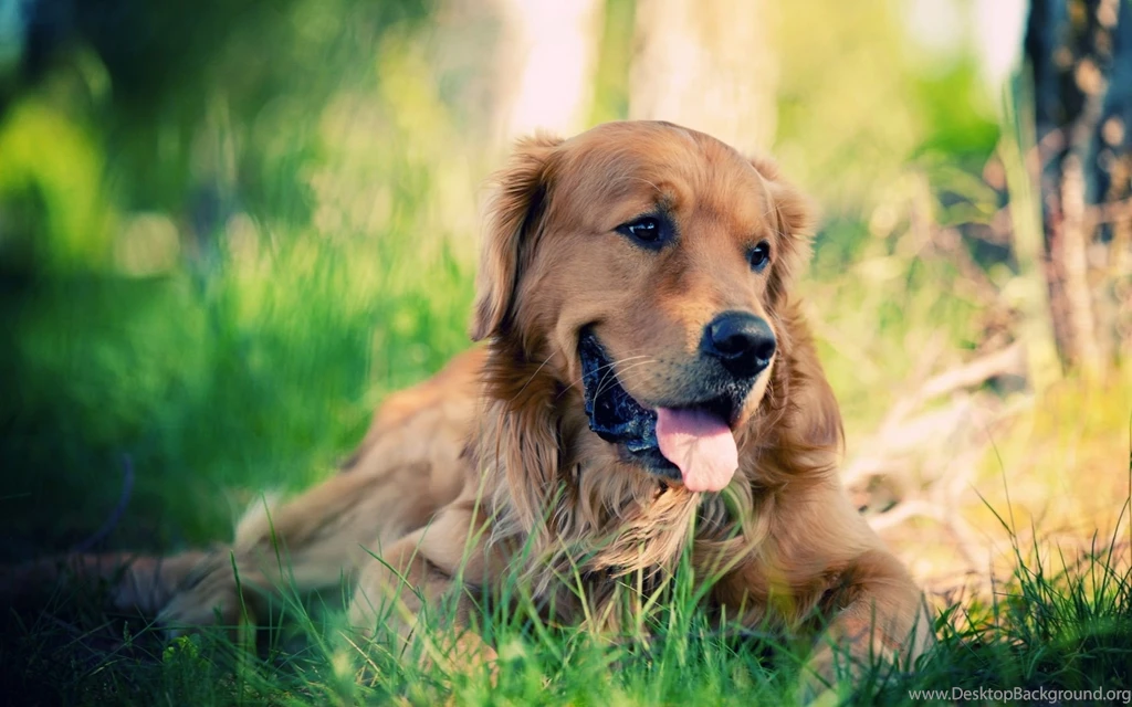 Cute Dog Wallpapers 6 Labrador PowerballForLife
