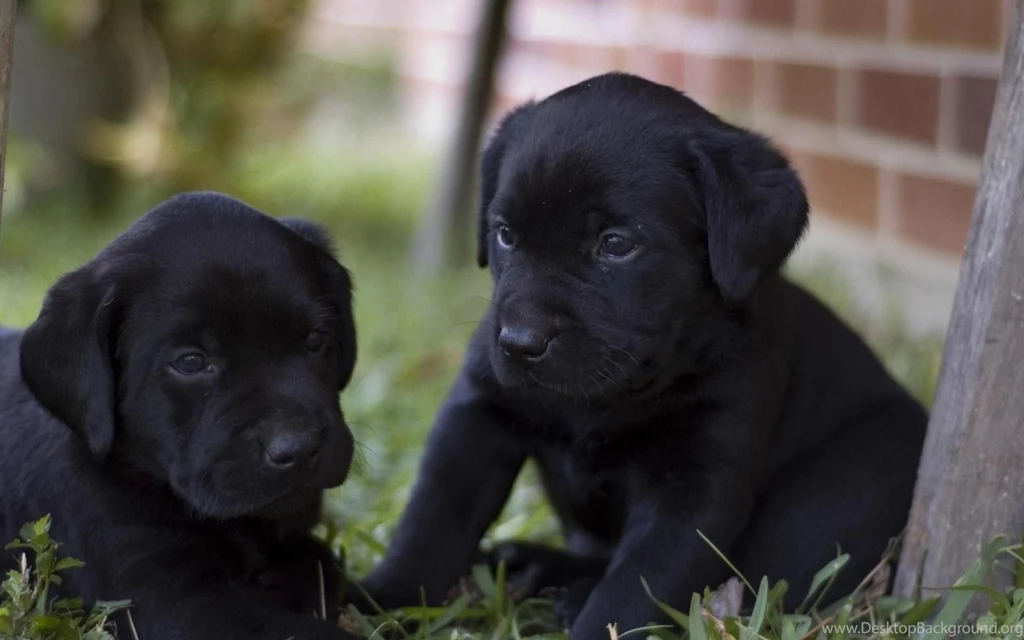 Desktop black labrador dog wallpapers.jpg