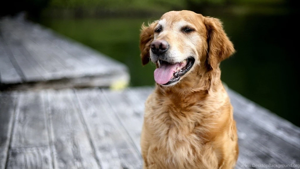 Download Wallpapers 1920x1080 Dog, Labrador, Face, Tongue, Rest ...