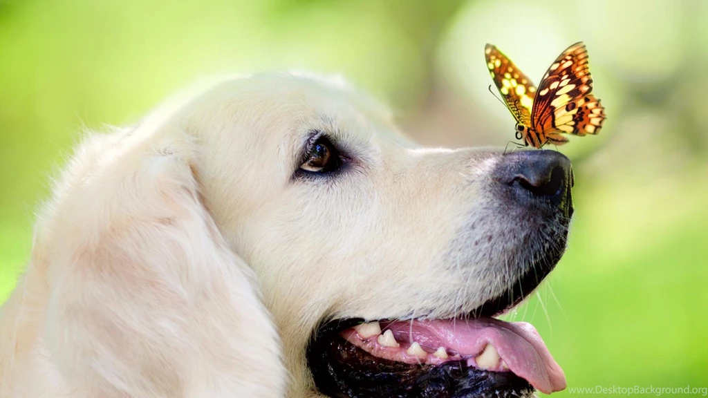 Funny Animal Wallpapers For Free Download With Labrador Dog And ...