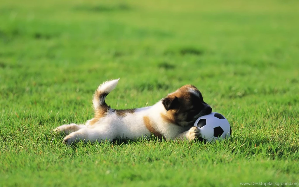 Soccer Hd Wallpapers