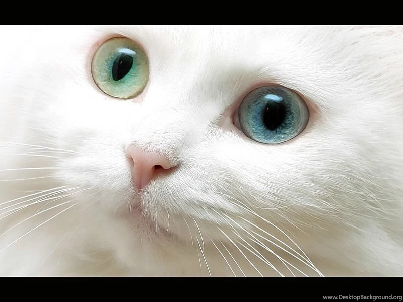 Beautiful Cat   Beautiful Nature Wallpapers (23410547)   Fanpop